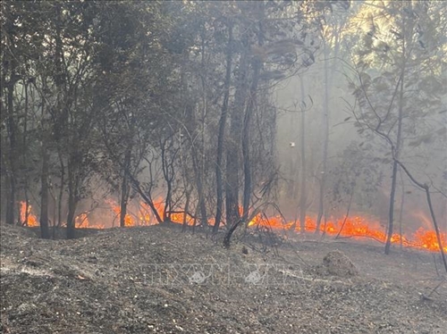 Thừa Thiên Huế: Cháy rừng thông phòng hộ gần 30 năm tuổi